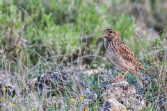 Chersophilus duponti