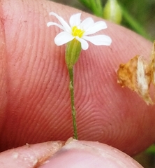 Chaetopappa imberbis