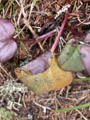 Rossmanomyces pyrolae