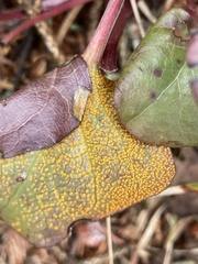 Rossmanomyces pyrolae