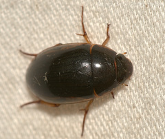 Tropisternus collaris viridis