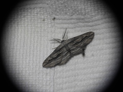 Ecleora solieraria