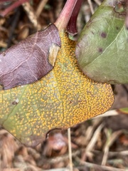 Rossmanomyces pyrolae