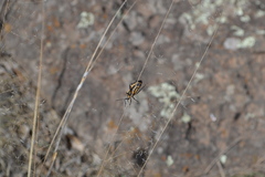 Sephina