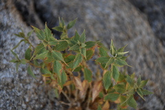 Brickellia atractyloides