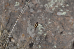 Sephina