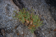 Brickellia atractyloides