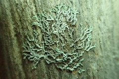 Parmeliopsis hyperopta