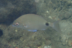 Diplodus caudimacula