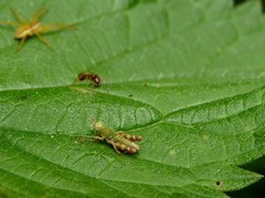 Odontopodisma schmidtii