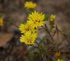 Lessingia pectinata