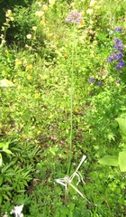 Allium aflatunense