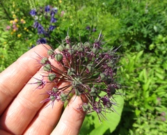 Allium aflatunense
