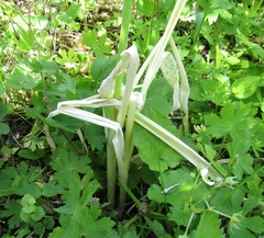 Allium aflatunense