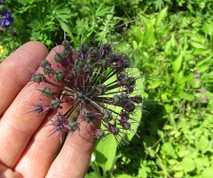 Allium aflatunense