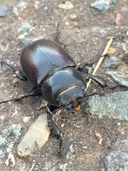 Lucanus cervus