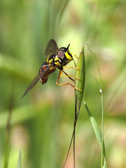 Chrysotoxum triarcuatum