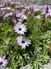 Dimorphotheca jucunda