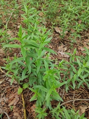 Galium rubioides