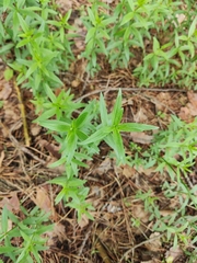Galium rubioides