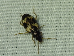 Tetragonoderus fasciatus