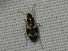 Tetragonoderus fasciatus