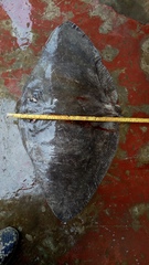 Gymnura poecilura