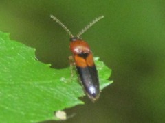 Ampedus areolatus