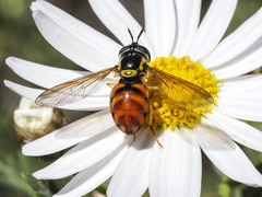 Chrysotoxum triarcuatum