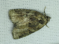 Pseudeustrotia indeterminata