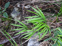Lathyrus vernus gracilis