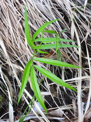 Lathyrus vernus gracilis