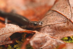 Plethodon nettingi