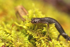 Plethodon nettingi