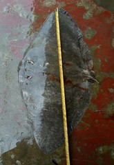 Gymnura poecilura