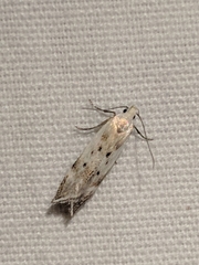 Coleotechnites invictella