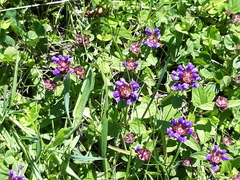 Prunella grandiflora