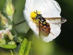 Chrysotoxum triarcuatum