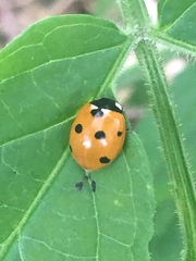 Coccinella septempunctata