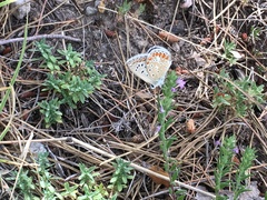 Polyommatus celina