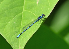 Enallagma laterale
