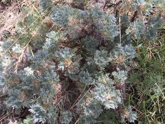 Astragalus nebrodensis