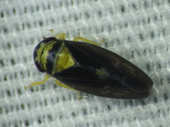 Eutettix pictus