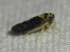 Eutettix pictus