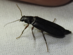 Selonodon