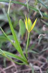 Empodium gloriosum