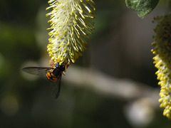 Chrysotoxum triarcuatum