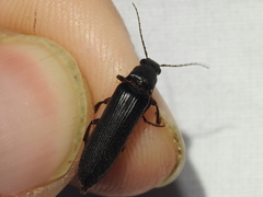 Selonodon
