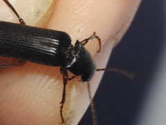 Selonodon