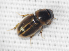 Labarrus cincticulus